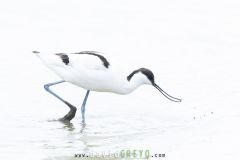 Avocette-elegante_O7A2749