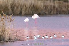 Avocette-elegante_O7A3218
