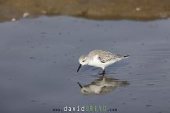 Bécasseau sanderling