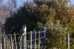 Buse-variable_O7A3629
