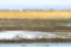 Camargue_O7A3614