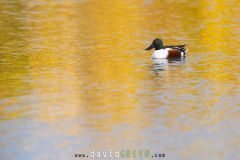 Canard-souchet_O7A2973