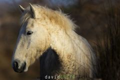 Ch camarguais ; Camargue horse