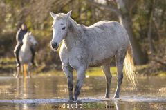 Cheval-de-Camargue_O7A0290