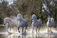 Cheval-de-Camargue_O7A0390