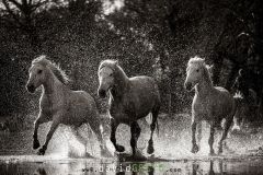 Cheval-de-Camargue_O7A0396