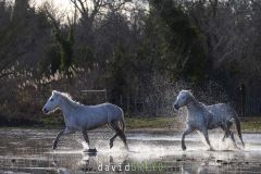 Cheval-de-Camargue_O7A0699
