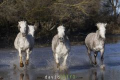 Cheval-de-Camargue_O7A0911
