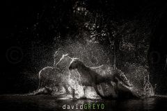 Cheval-de-Camargue_O7A0965