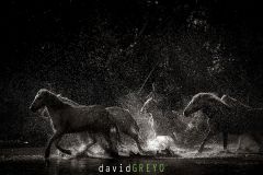 Cheval de Camargue