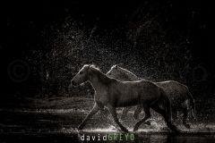 Cheval de Camargue