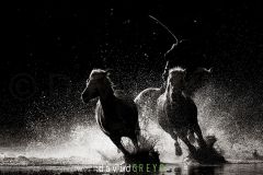 Cheval de Camargue