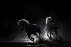 Cheval de Camargue