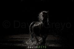 Cheval-de-Camargue_O7A1281