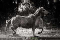 Cheval de Camargue