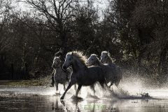 Cheval-de-Camargue_O7A1429