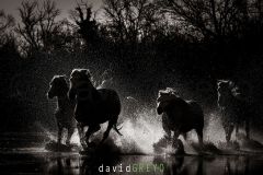 Cheval-de-Camargue_O7A1444