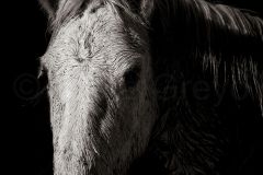 Cheval-de-Camargue_O7A1536