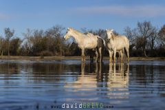 Cheval-de-Camargue_O7A9084