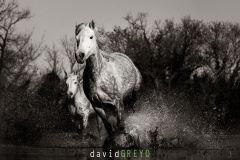 Cheval-de-Camargue_O7A9290