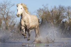 Cheval-de-Camargue_O7A9292
