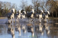 Cheval-de-Camargue_O7A9411