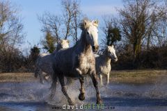 Cheval-de-Camargue_O7A9578