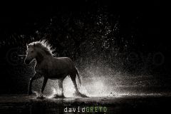 Cheval-de-Camargue_O7A9702