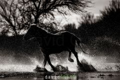 Cheval-de-Camargue_O7A9823