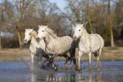 Cheval-de-Camargue_O7A9881