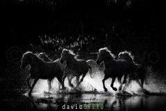 Cheval-de-Camargue_O7A9994