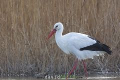 Cigogne blanche ; White storke