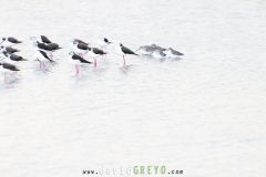 Echasse-blanche_O7A3074