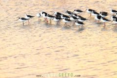 Echasse-blanche_O7A3175