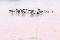 Echasse-blanche_O7A3280