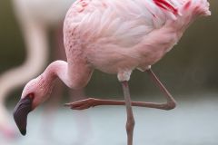 Flamant nain ; Lesser flamingo