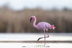 Flamant-nain_O7A5836