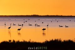 Flamant rose ; Greater flamingo