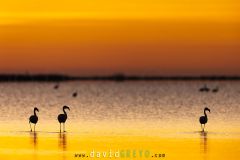 Flamant rose ; Greater flamingo