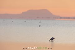 Flamant rose ; Greater flamingo
