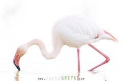 Flamant rose ; Greater flamingo