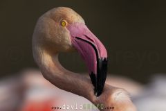 Flamant rose ; Greater flamingo