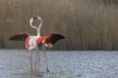 Flamant rose