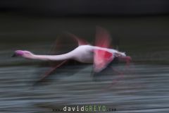 Flamant rose