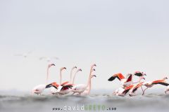 Flamant rose