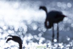 Flamant rose