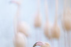 Flamant-rose_O7A1622