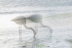 Flamant-rose_O7A1660