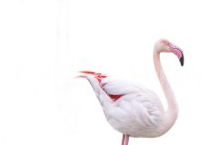 Flamant-rose_O7A1744