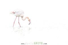 Flamant-rose_O7A1795